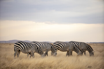 View of a dazzle of zebras grazing peacefully in the golden savanna under a soft, overcast sky, their stripes a stark contrast to the muted landscape, Kimana, Kajiado County, Kenya.