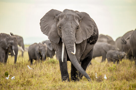 View of an elephant herd grazing on the golden savanna with white birds scattered among them, captured in a ground-level perspective, Kimana, Kajiado County, Kenya.