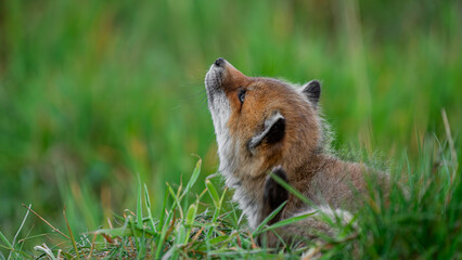 Young Red Fox cub (Vulpes vulpes) scratching his neck