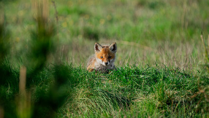 Baby Red Fox (Vulpes vulpes) basking in the sun