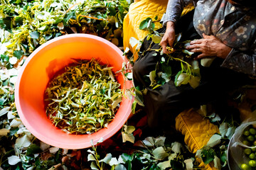 Elderly turkish female sorting harvesting linden
