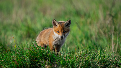 Baby Red Fox (Vulpes vulpes) looking for a food