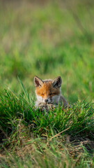 Baby Red Fox (Vulpes vulpes) basking in the sun