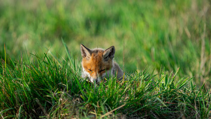 Small Young Red Fox (Vulpes vulpes) sleeping on the grass near den