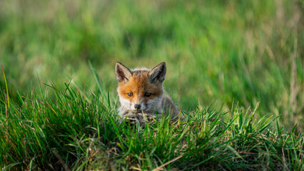 Cute Red Fox (Vulpes vulpes) lies on the grass near den