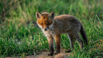 Small Young Red Fox (Vulpes vulpes)