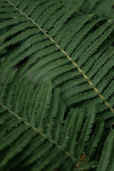 Lush green fern fronds displaying intricate natural patterns and textures in a vibrant, close-up botanical view.