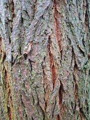 Detailed texture of tree bark with vertical cracks and reddish-brown tones. Natural rough surface of a mature tree.