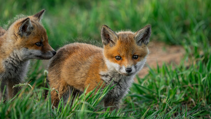 Baby Red Foxes (Vulpes vulpes) playing near den