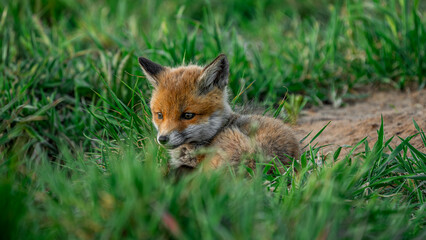 Red Fox pup (Vulpes vulpes) resting