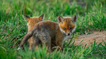 Red Fox cubs (Vulpes vulpes) playing on green grass