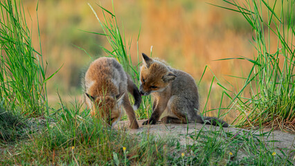 Baby Red Foxes (Vulpes vulpes) playing near den