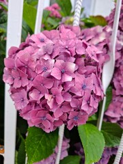 Close-up of blooming purple hydrangea flowers with clustered petals. Ornamental garden plant in summer season.