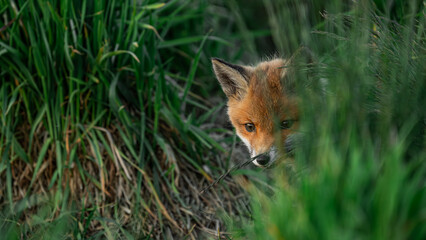 Baby Red Fox (Vulpes vulpes) looks out from behind the grass