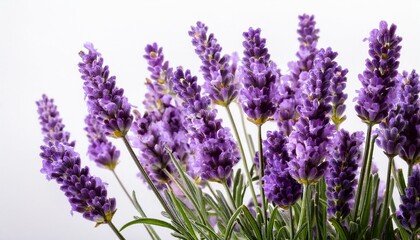 close up of lavender stems against white background showcasing flower details