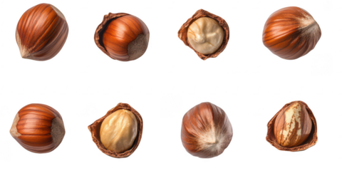 Hazelnuts in various states on transparent png background