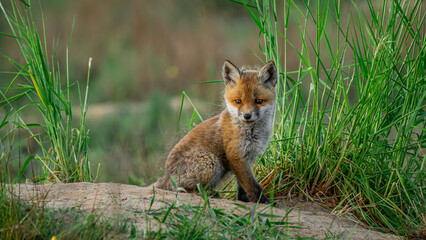Cute Red Fox (Vulpes vulpes) sitting on the grass near den
