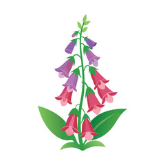 Illustration of Vibrant Foxglove Flower with Purple and Pink Blooms