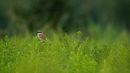 Red backed shrike (Lanius collurio) bird sitting on a bush