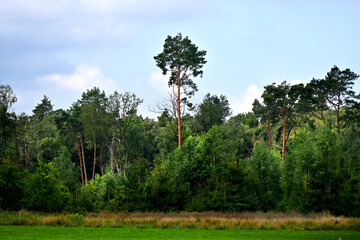 Landschaft am Altwarmb&uuml;chener Moor
