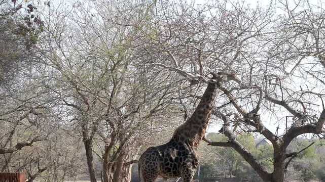 Giraffe im Busch vom Kr&uuml;ger National Park - Kruger Nationalpark S&uuml;dafrika