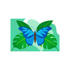 blue morpho butterfly on rainforest leaf