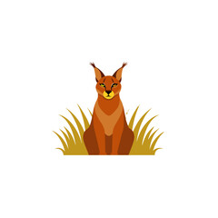caracal cat sitting in golden grass
