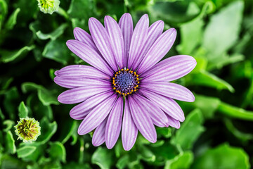 Fototapeta premium Margarita africana, Osteospermum.