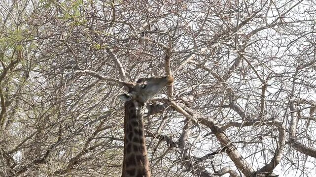 Giraffe im Busch vom Kr&uuml;ger National Park - Kruger Nationalpark S&uuml;dafrika