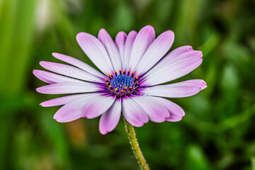 Fototapeta premium Margarita africana, Osteospermum.