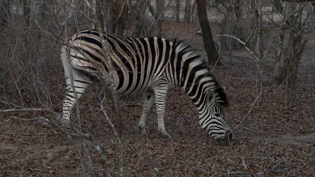 Zebra oder Steppenzebra im Busch vom Kr&uuml;ger National Park - Kruger Nationalpark S&uuml;dafrika