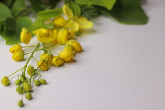 Vibrant yellow Kani Konna flowers also known as Cassia fistula or Laburnum in full bloom