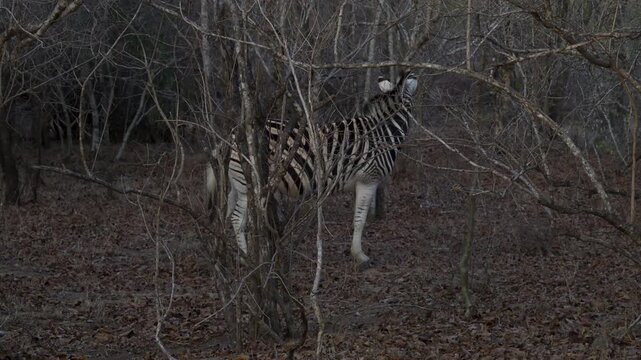Zebra oder Steppenzebra im Busch vom Kr&uuml;ger National Park - Kruger Nationalpark S&uuml;dafrika
