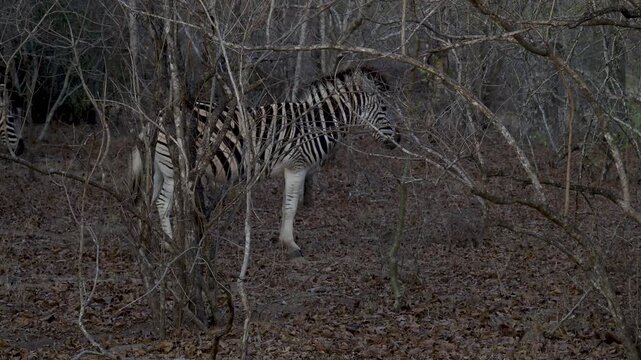 Zebra oder Steppenzebra im Busch vom Kr&uuml;ger National Park - Kruger Nationalpark S&uuml;dafrika