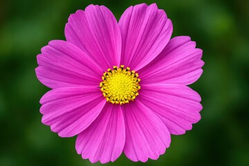Obraz premium A Close-Up of a Pink Cosmos Daisy in Full Display