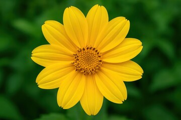 Fototapeta premium A single yellow flower with green leaves in the background