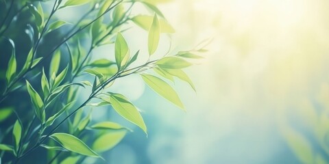 Obraz premium Delicate willow branches in fresh green, soft morning light, swaying gently in the breeze Perfect for nature spring,