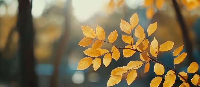 Golden autumn leaves on branch with blurred background, Beautiful Orange And Golden Autumn Leaves Against an