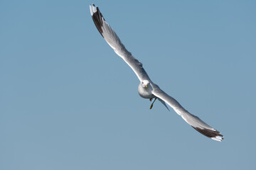 Portrait Of A Flying Seagull (Larinae)