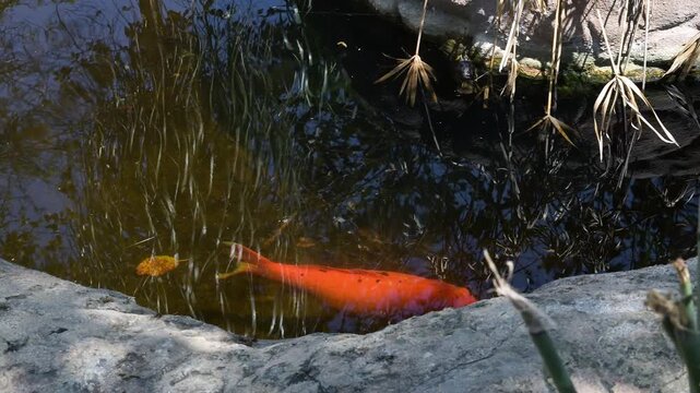 Zucht Koi-Karpfen in einem Teich 