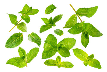 Mint. Fresh organic mint leaves isolated on white background. Mint leaves. Peppermint. Close-up.