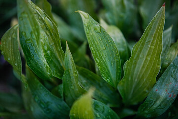 Obraz premium Lush green leaves with glistening water droplets, showcasing nature's beauty and freshness after rain.
