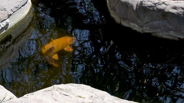 Zucht Koi-Karpfen in einem Teich 