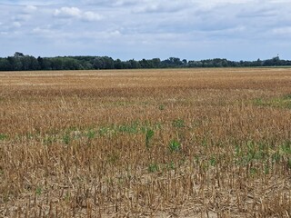 wheat field after harvest