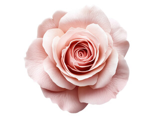 Stunning close up view of a perfect light pink rose on a dark transparent background