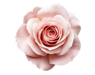 Stunning close up view of a perfect light pink rose on a dark transparent background