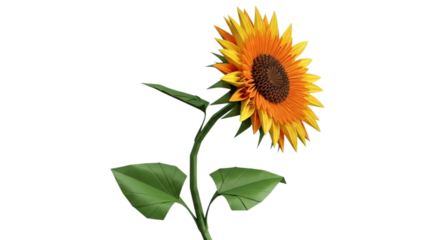 Bright orange sunflower with green leaves isolated on transparent background
