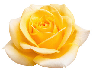 A blooming yellow rose with soft, velvety petals arranged in a spiral pattern, showcasing a delicate and vibrant flower.
