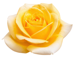 A blooming yellow rose with soft, velvety petals arranged in a spiral pattern, showcasing a delicate and vibrant flower.