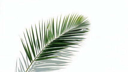 Fototapeta premium A fresh green palm leaf with detailed shadow and white background for minimalist design
